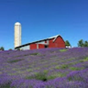 Meet your Posher, Tsigerda